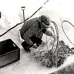 Allan Nikula checking burbot fyke.jpg